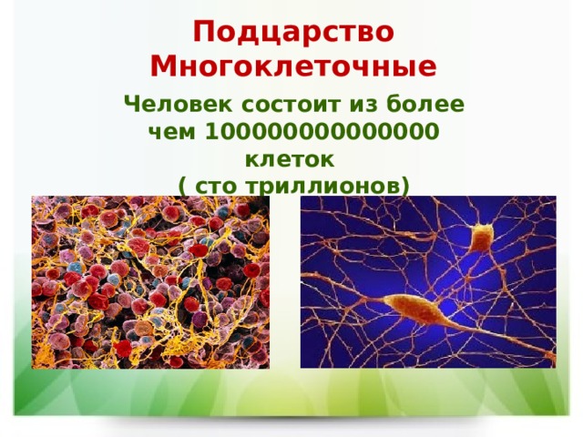 Подцарство Многоклеточные Человек состоит из более чем 100000000000000 клеток ( сто триллионов) 