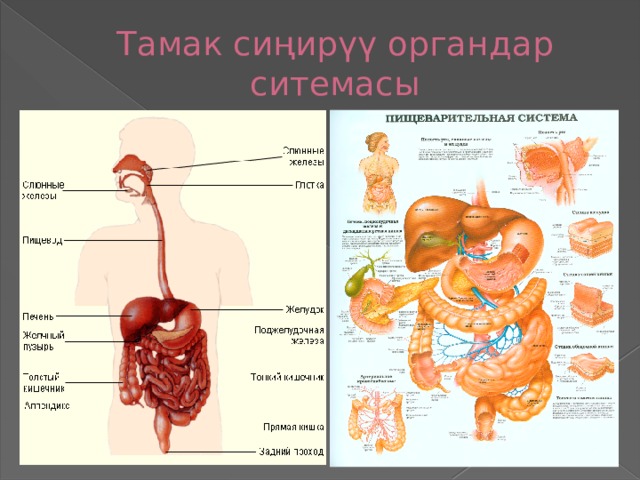План конспект кыргызча