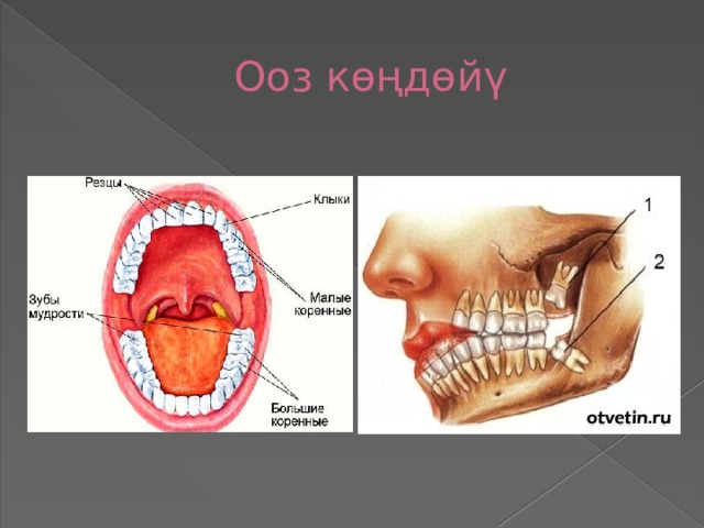 Ооз көңдөйү 