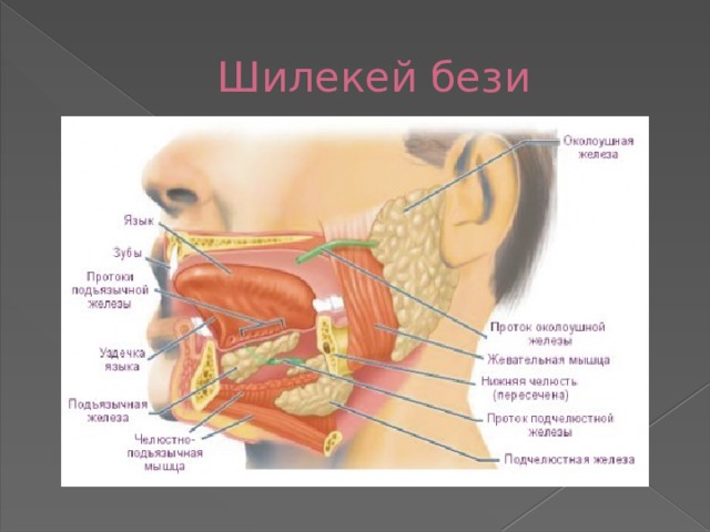 Шилекей бези 