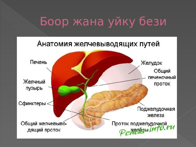 Боор жана уйку бези 