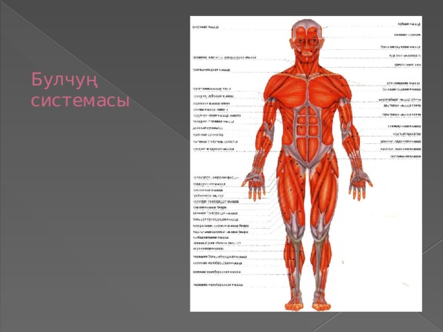 Булчуң  системасы   