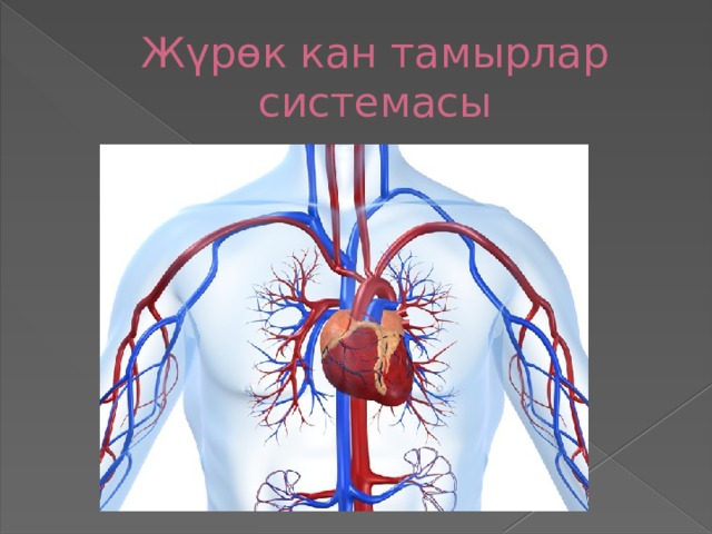 Жүрөк кан тамырлар системасы 