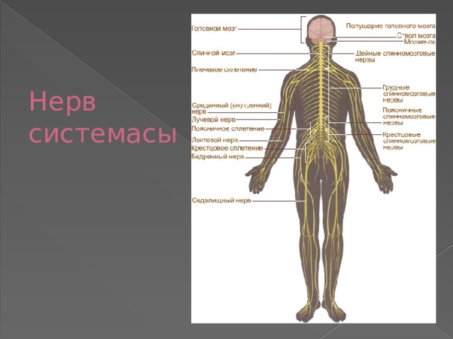 Нерв  системасы 