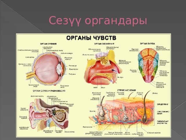 Сезүү органдары 
