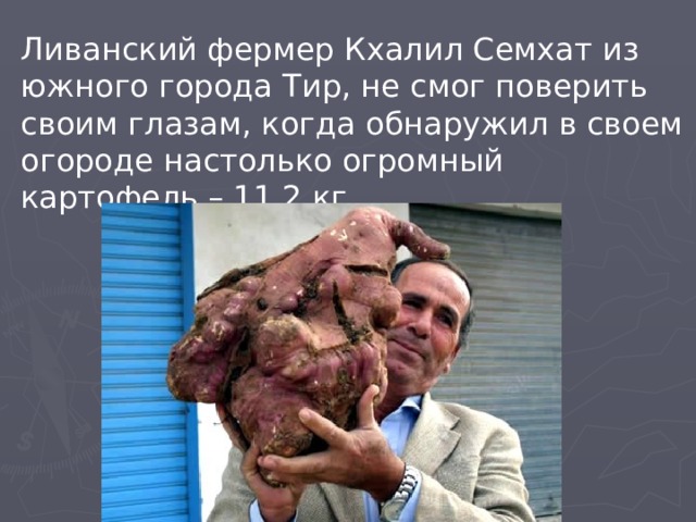 Ливанский фермер Кхалил Семхат из южного города Тир, не смог поверить своим глазам, когда обнаружил в своем огороде настолько огромный картофель – 11,2 кг. 