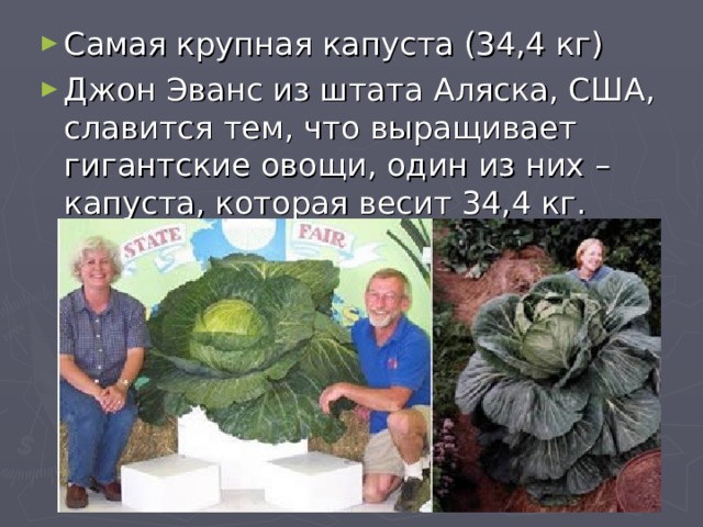 Самая крупная капуста (34,4 кг) Джон Эванс из штата Аляска, США, славится тем, что выращивает гигантские овощи, один из них – капуста, которая весит 34,4 кг. 