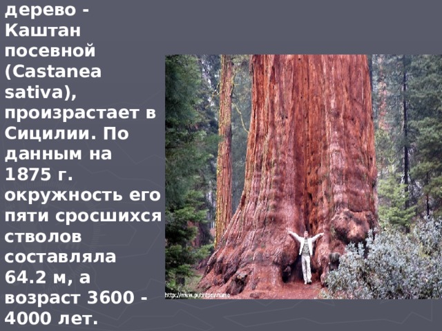 Самое толстое дерево - Каштан посевной (Castanea sativa), произрастает в Сицилии. По данным на 1875 г. окружность его пяти сросшихся стволов составляла 64.2 м, а возраст 3600 - 4000 лет. 