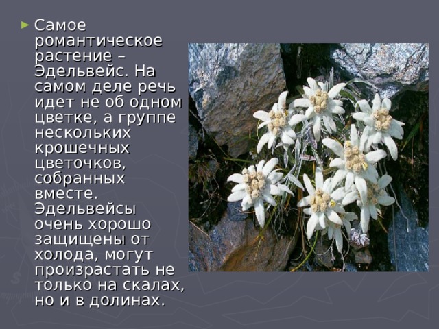 Самое романтическое растение – Эдельвейс. На самом деле речь идет не об одном цветке, а группе нескольких крошечных цветочков, собранных вместе. Эдельвейсы очень хорошо защищены от холода, могут произрастать не только на скалах, но и в долинах. 