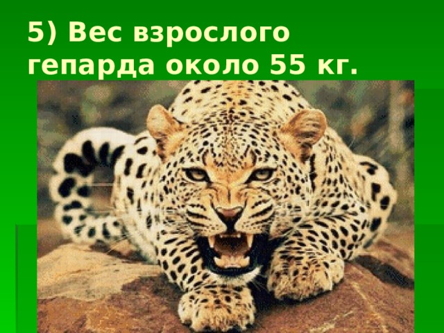 5) Вес взрослого гепарда около 55 кг. 