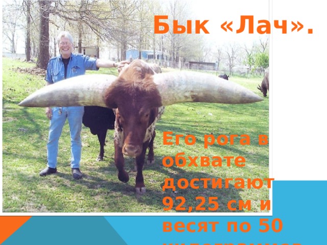 Бык «Лач». Его рога в обхвате достигают 92,25 см и весят по 50 килограммов каждый. 