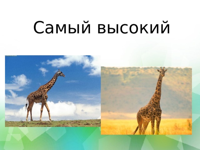 Самый высокий 