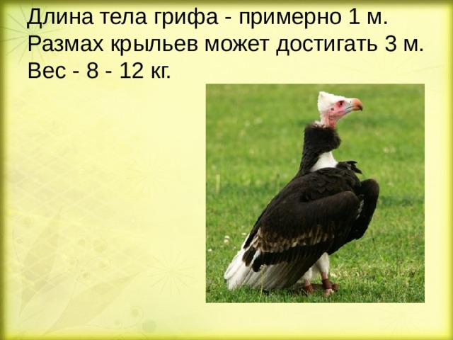 Длина тела грифа - примерно 1 м. Размах крыльев может достигать 3 м. Вес - 8 - 12 кг. 