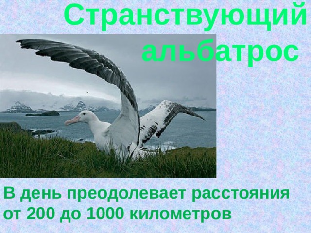 Странствующий альбатрос  В день преодолевает расстояния от 200 до 1000 километров 