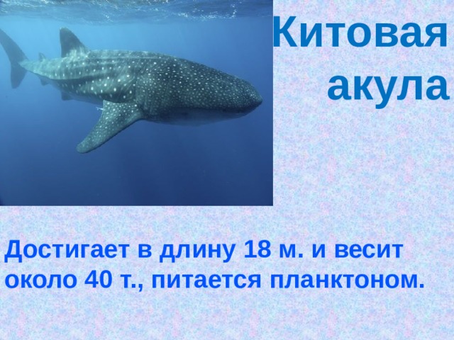 Китовая акула Достигает в длину 18 м. и весит около 40 т., питается планктоном. 