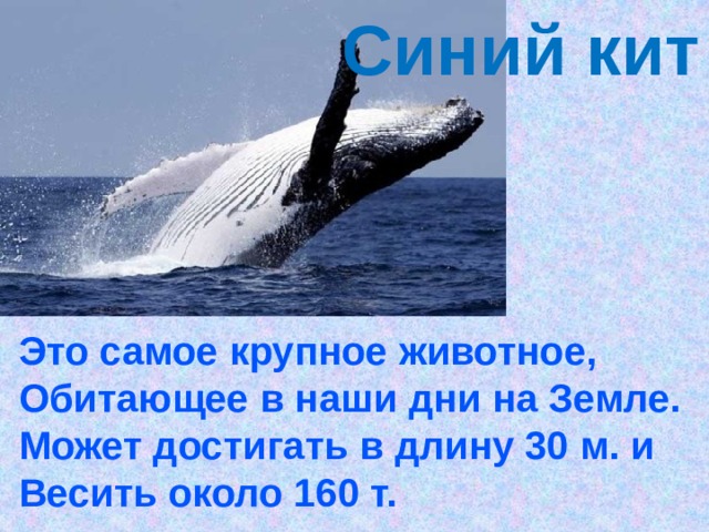 Синий кит Это самое крупное животное, Обитающее в наши дни на Земле. Может достигать в длину 30 м. и Весить около 160 т. 