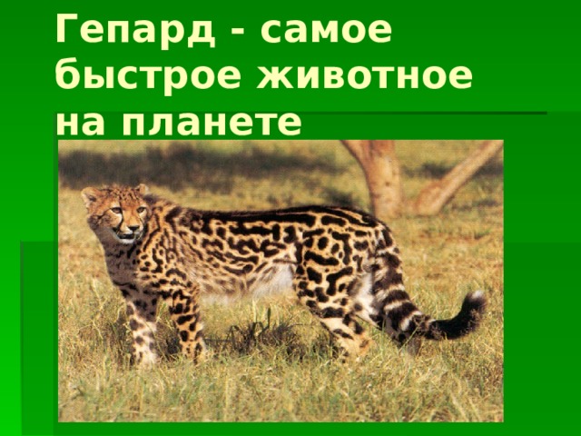 Гепард - самое быстрое животное на планете 