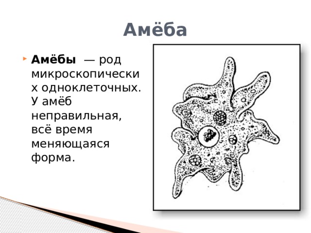 Амёба Амёбы   — род микроскопических одноклеточных. У амёб неправильная, всё время меняющаяся форма.  