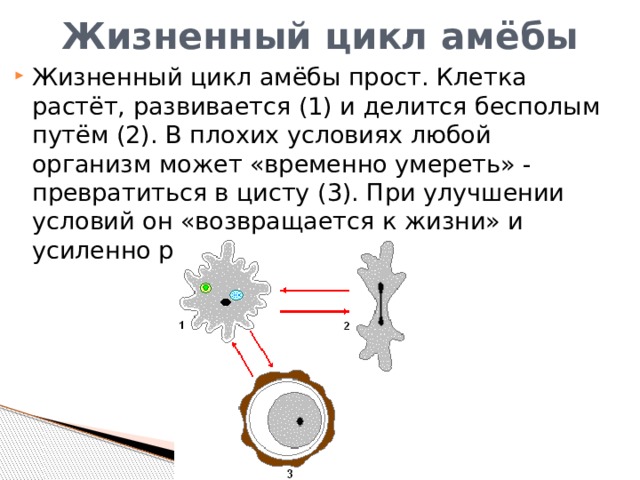 Жизненный цикл амёбы Жизненный цикл амёбы прост. Клетка растёт, развивается (1) и делится бесполым путём (2). В плохих условиях любой организм может «временно умереть» - превратиться в цисту (3). При улучшении условий он «возвращается к жизни» и усиленно размножается. 