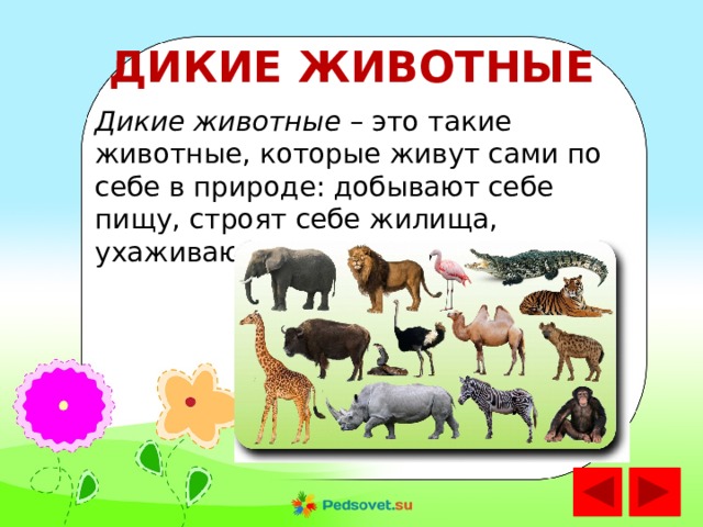 Тест дикие и домашние животные 2