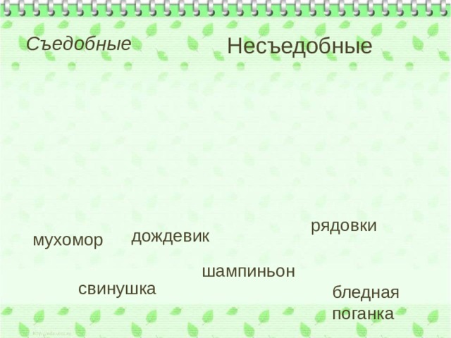 Съедобные Несъедобные рядовки дождевик мухомор шампиньон свинушка бледная поганка 