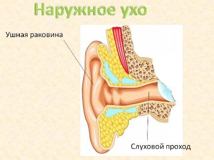 Внешняя ушная раковина. Наружный слуховой проход. Наружное ухо строение.