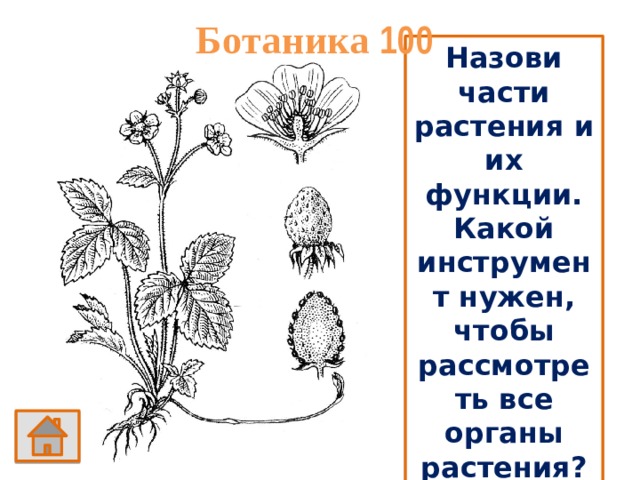 Ботаника 100 Назови части растения и их функции. Какой инструмент нужен, чтобы рассмотреть все органы растения? 