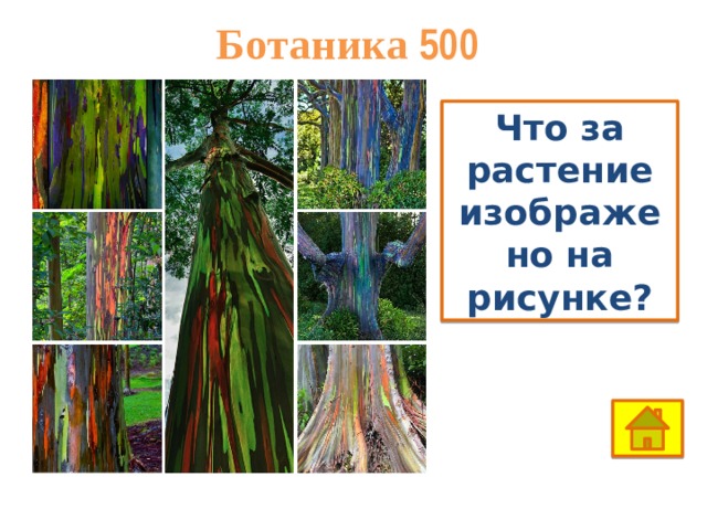 Ботаника 500 Что за растение изображено на рисунке? 