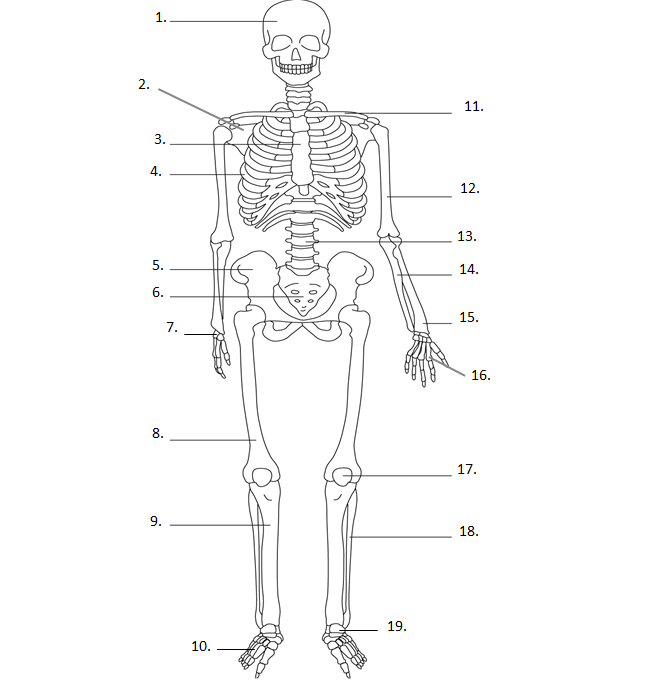 Кости человека схема с названиями