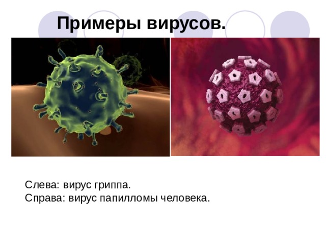 Примеры вирусов. Слева: вирус гриппа.  Справа: вирус папилломы человека. 