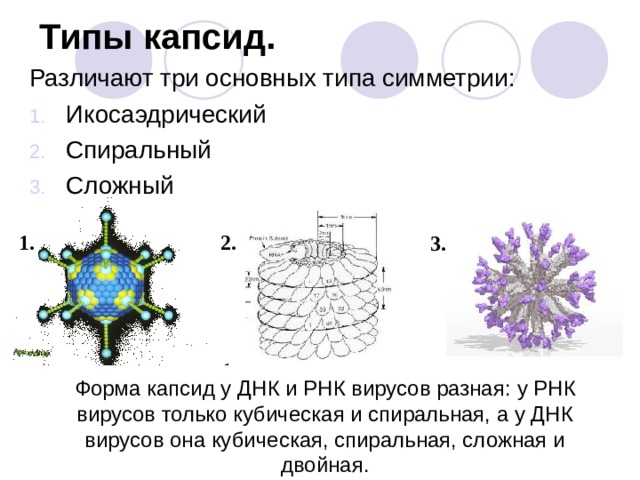 Типы капсид. Различают три основных типа симметрии: Икосаэдрически й С пиральны й Сложны й 1. 2. 3. Форма капсид у ДНК и РНК вирусов разная : у РНК вирусов только кубическая и спиральная, а у ДНК вирусов она кубическая, спиральная, сложная и двойная. 