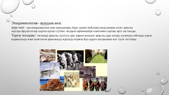 Эпидемиология- аурудың көзі.  ауру көзі - ауылшаруашылық жан-жануарлары.Ауру адамға қой,ешкі,сиыр,шошқа малы арқылы жұғады.Бруцеллалар сыртқа ортаға сүтпен малдың зәріменкейде нәжісімен сыртқы орта ластанады.  Таралу жолдары : тағамдар арқылы сүт,ет,су арқ, қарым-қатынас арқылы,ауру малды күткенде,сойғанда жүнін қырқығанда және шаң-тозаң арқылыыда жұғуыда мүмкін.Бұл ауруға шалдыққан мал түсік тастайды. 