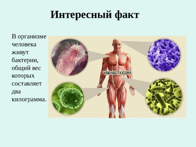 Интересный факт В организме человека живут бактерии, общий вес которых составляет два килограмма. 