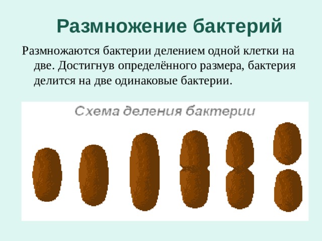 Размножение бактерий Размножаются бактерии делением одной клетки на две. Достигнув определённого размера, бактерия делится на две одинаковые бактерии . 