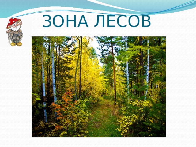 Проект зоны лесов. Стенгазета Лесные зоны.