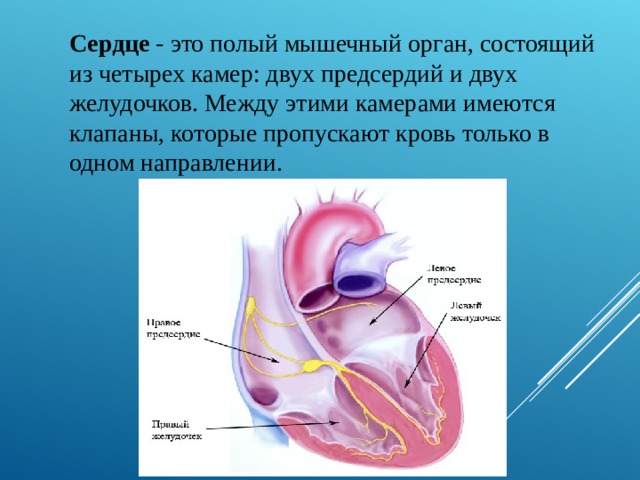 Сердце - это полый мышечный орган, состоящий из четырех камер: двух предсердий и двух желудочков. Между этими камерами имеются клапаны, которые пропускают кровь только в одном направлении. 