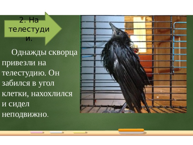 2. На телестудии.  Однажды скворца привезли на телестудию. Он забился в угол клетки, нахохлился и сидел неподвижно .