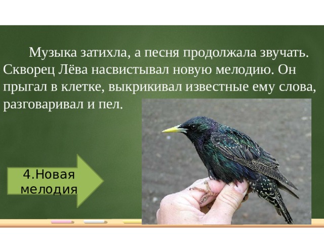 Музыка затихла, а песня продолжала звучать. Скворец Лёва насвистывал новую мелодию. Он прыгал в клетке, выкрикивал известные ему слова, разговаривал и пел.   4.Новая мелодия