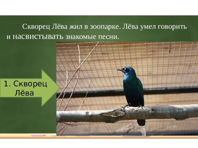 Скворец Лёва жил в зоопарке. Лёва умел говорить и насвистывать знакомые песни. 1. Скворец Лёва