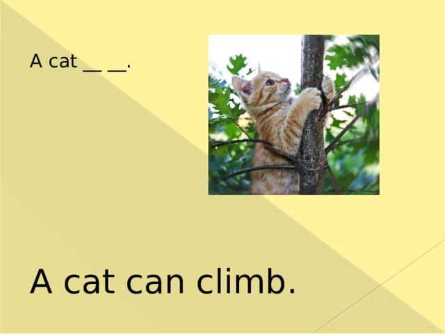 Перевод can climb out in the sun. A Cat can Climb. Can Cats Climb Trees. Картинки a Cat can Climb for Kids. Cats can Climb Trees мультяшный.