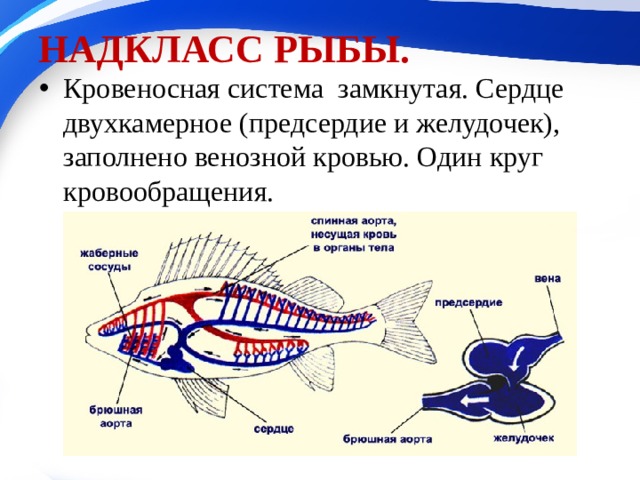 Презентация эволюция кровеносной системы позвоночных