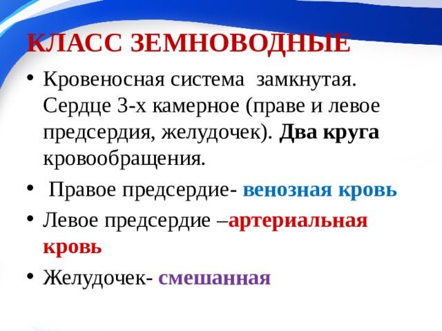 КЛАСС ЗЕМНОВОДНЫЕ Кровеносная система замкнутая. Сердце 3-х камерное (праве и левое предсердия, желудочек). Два круга кровообращения.  Правое предсердие- венозная кровь Левое предсердие – артериальная кровь Желудочек- смешанная 