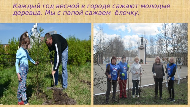 Каждый год весной в городе сажают молодые деревца. Мы с папой сажаем ёлочку.   