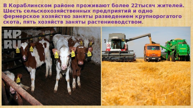 В Кораблинском районе проживают более 22тысяч жителей. Шесть сельскохозяйственных предприятий и одно фермерское хозяйство заняты разведением крупнорогатого скота, пять хозяйств заняты растениеводством . 