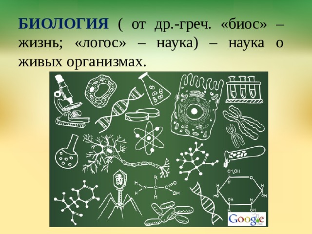 БИОЛОГИЯ  ( от др.-греч. «биос» – жизнь; «логос» – наука) – наука о живых организмах. 