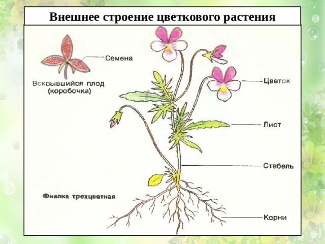 Внешнее строение цветкового растения 