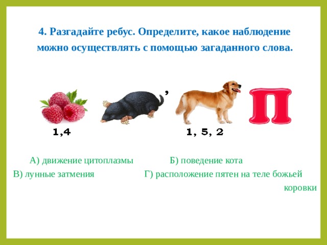 4. Разгадайте ребус. Определите, какое наблюдение можно осуществлять с помощью загаданного слова.  А) движение цитоплазмы  Б) поведение кота В) лунные затмения   Г) расположение пятен на теле божьей коровки 