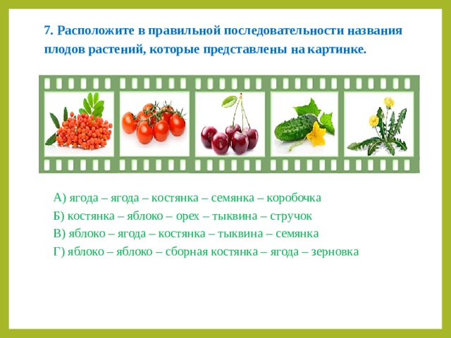 7. Расположите в правильной последовательности названия плодов растений, которые представлены на картинке. А) ягода – ягода – костянка – семянка – коробочка Б) костянка – яблоко – орех – тыквина – стручок В) яблоко – ягода – костянка – тыквина – семянка Г) яблоко – яблоко – сборная костянка – ягода – зерновка 