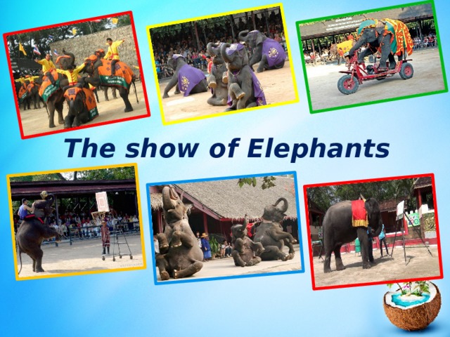 The show of Elephants 