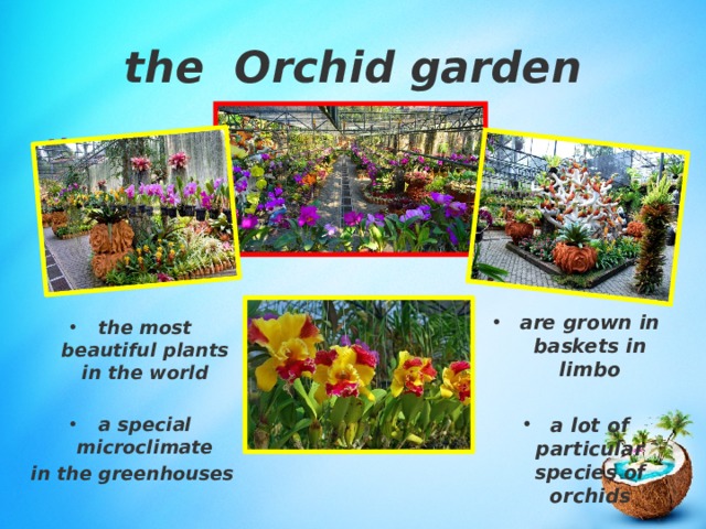 the Orchid garden the Orchid garden are grown in baskets in limbo  a lot of particular species of orchids the most beautiful plants in the world  a special microclimate in the greenhouses 